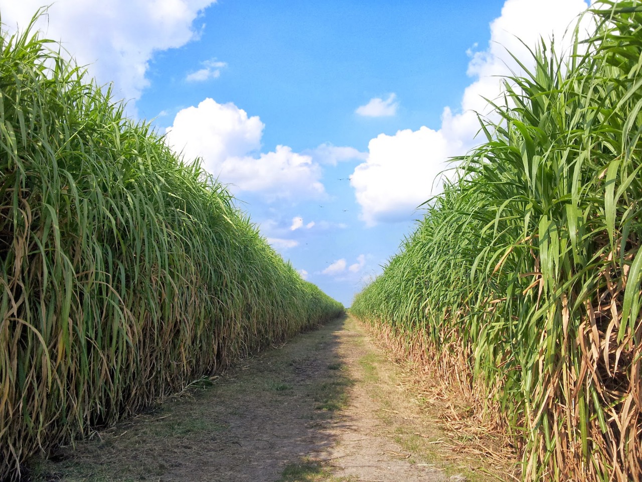 Napier grass plantation