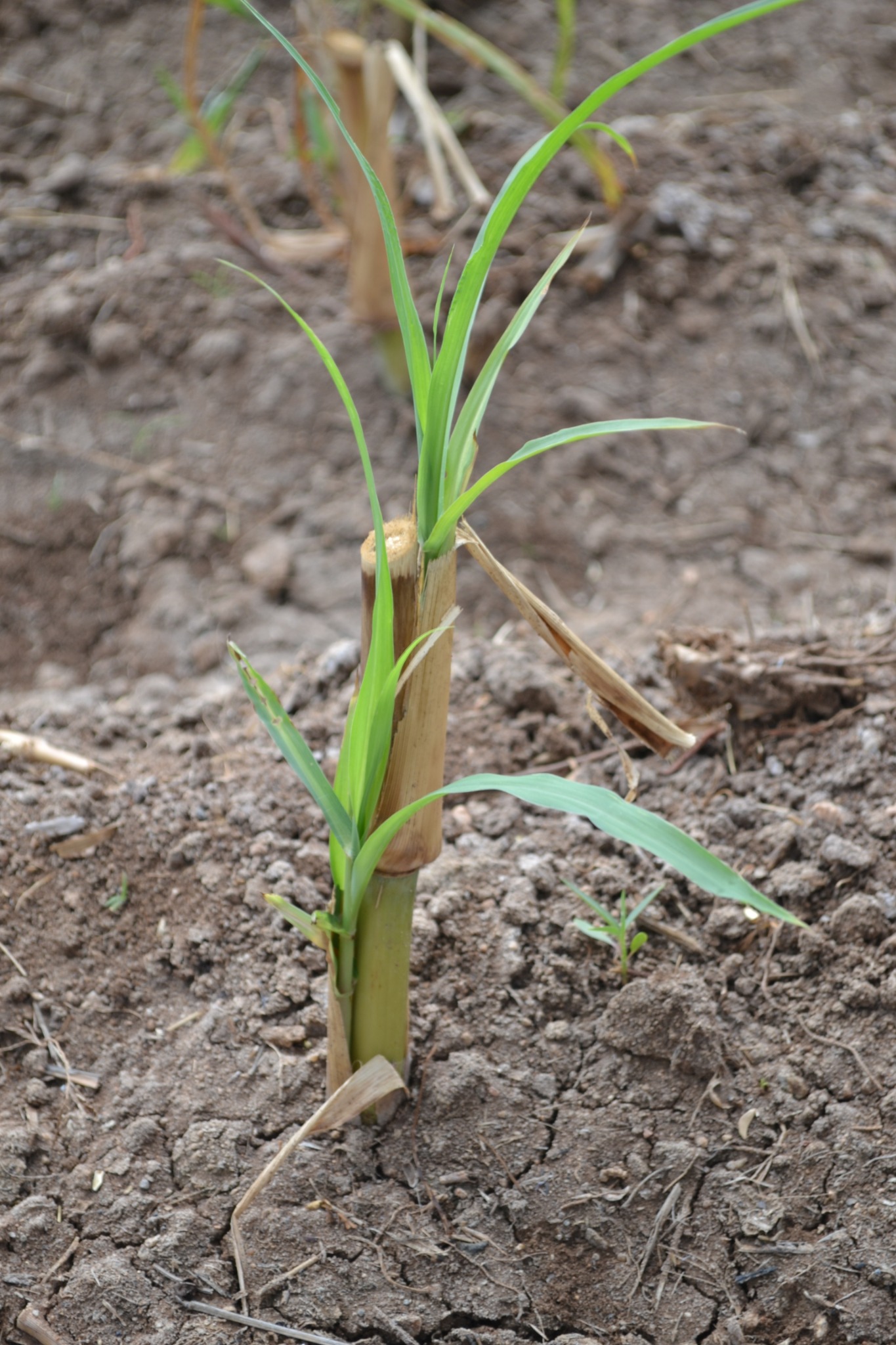 Young Napier plant